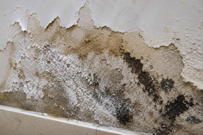 Detalhe de uma parede com bolor, tinta descascada, salitre e reboco degradado devido a uma infiltração ativa.